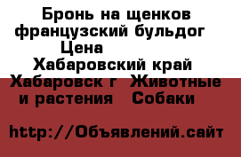Бронь на щенков французский бульдог › Цена ­ 15 000 - Хабаровский край, Хабаровск г. Животные и растения » Собаки   